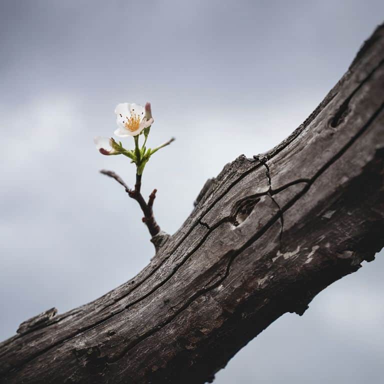 Finding Purpose in the Cracks