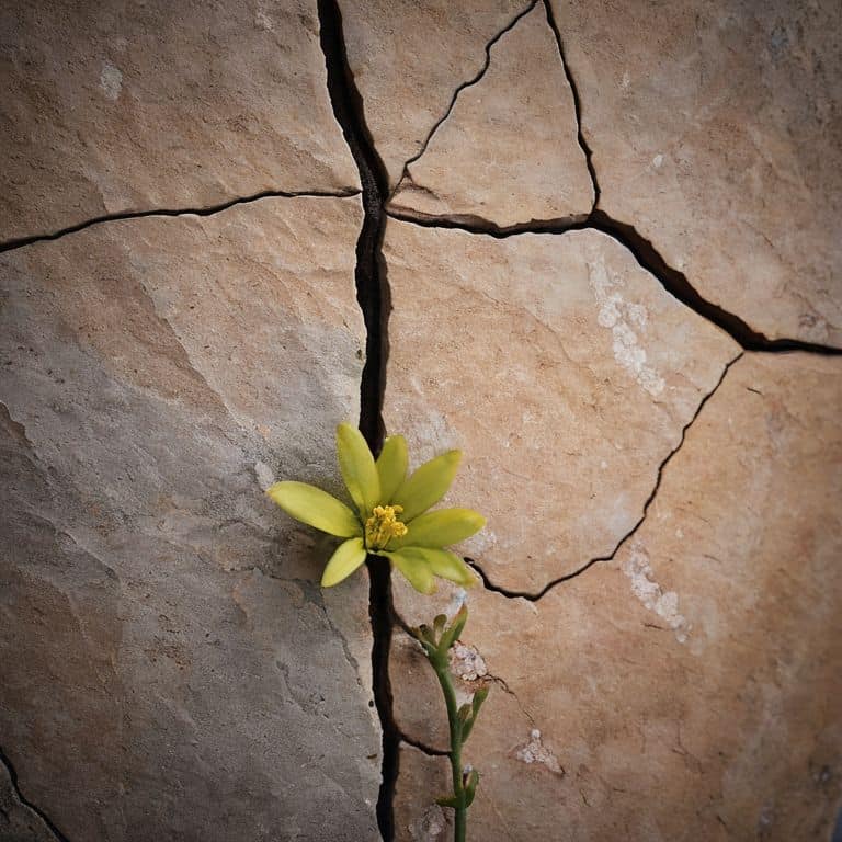 Embracing the Beauty of Grit Found